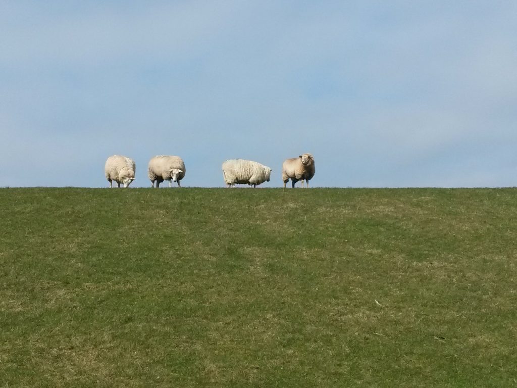 Schafe auf dem Deich in Nordstrand