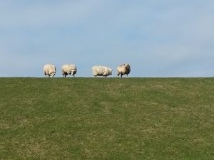 Schafe auf dem Deich in Nordstrand