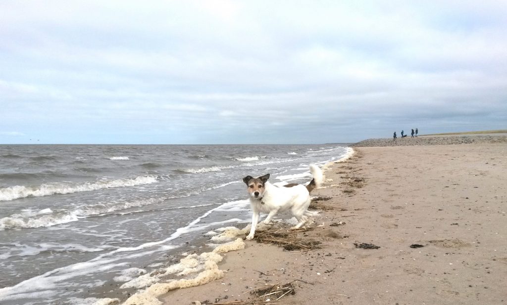 Am Strand von Nordstrand mit dem Hund