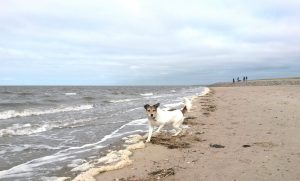 Am Strand von Nordstrand mit dem Hund