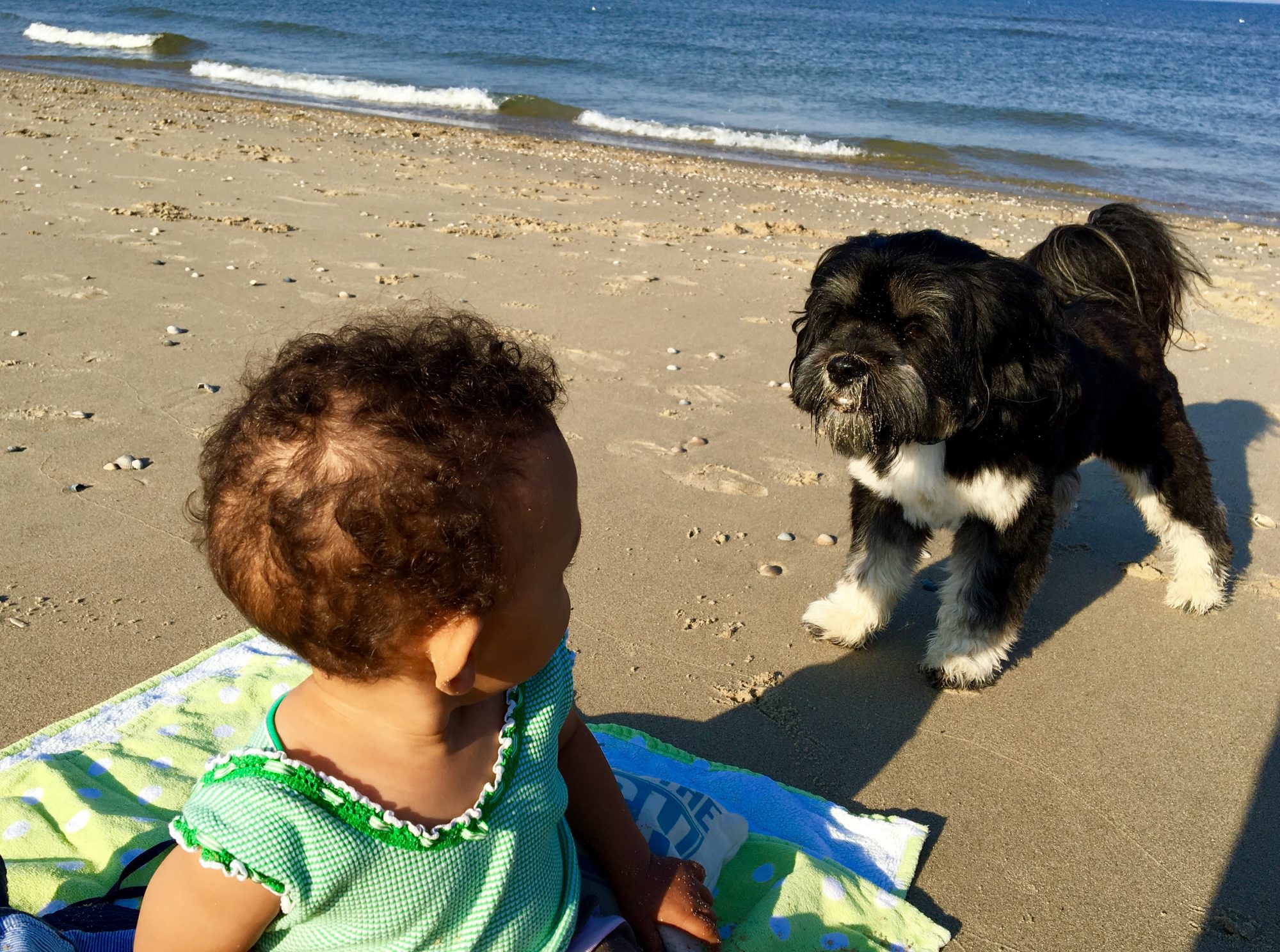 Urlaub auf Texel – Hunde am Strand