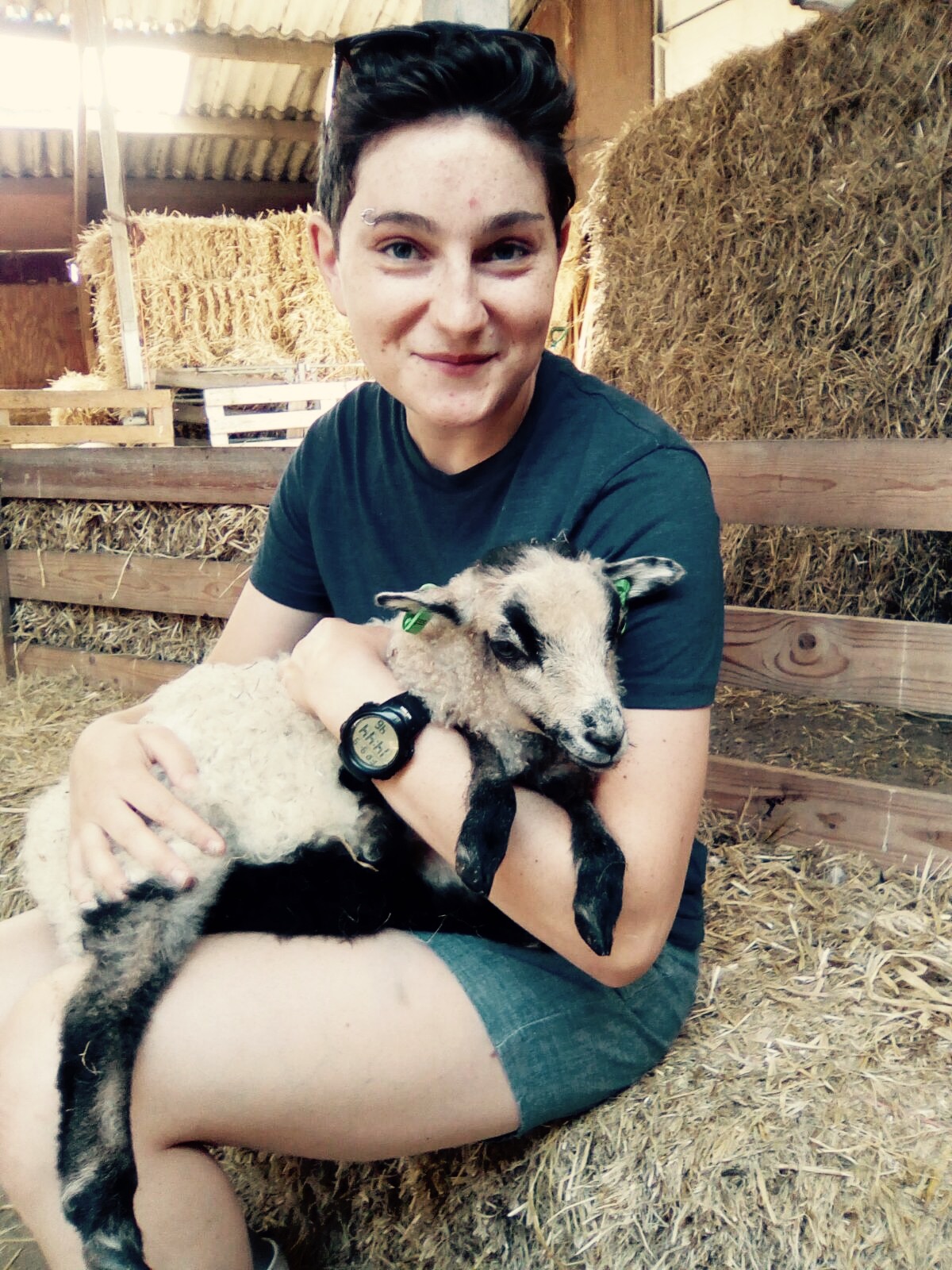 Urlaub auf Texel – Lämmchenkuscheln