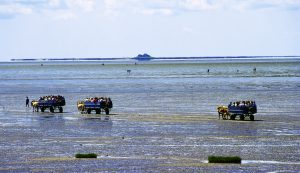 Kutschfahrt von Nordstrand zur Hallig Südfall