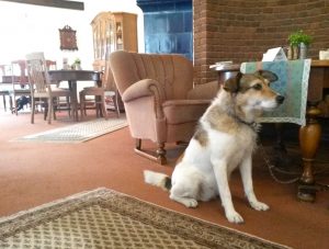 Lounge im Pharisäerhof auf Nordstrand Hundehotel