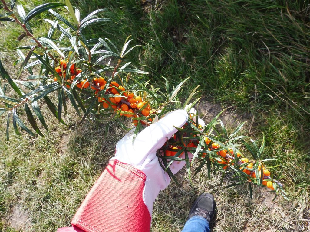 So erntet man den Sanddorn auf der Plantage am Kap Arkona auf Rügen