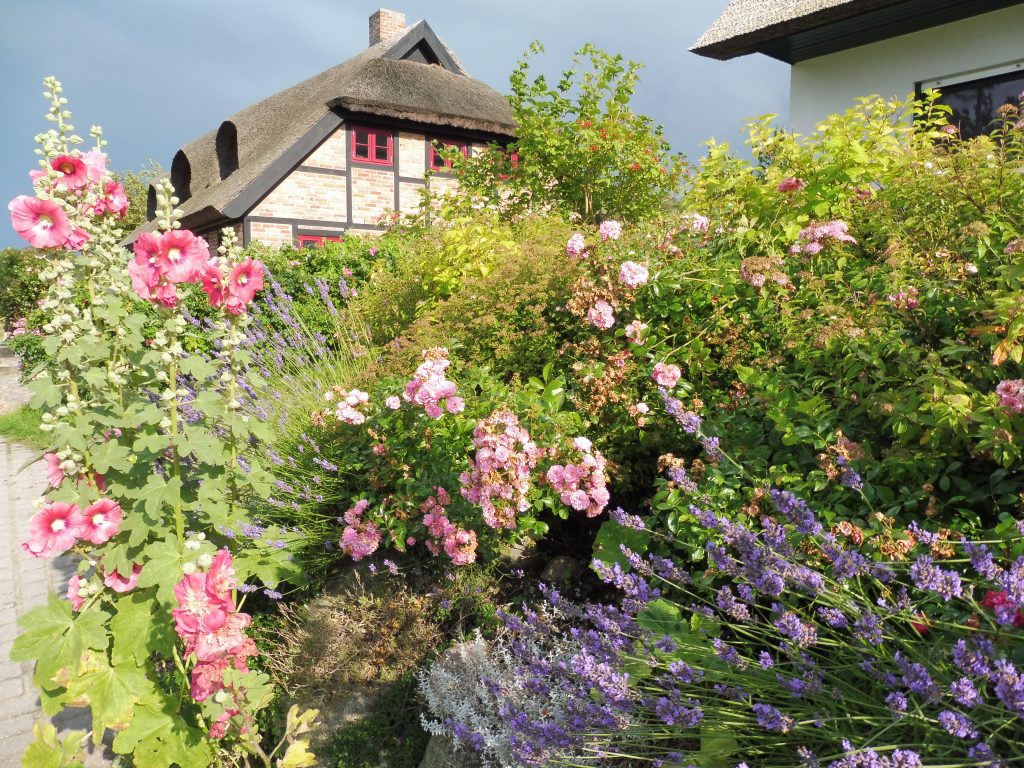 Gager auf Rügen Reetdach