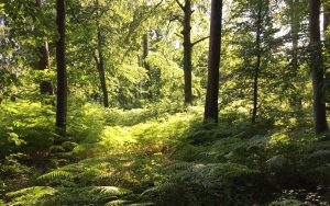 Graal Müritz Der Weg zum Strand führt durch den Wald