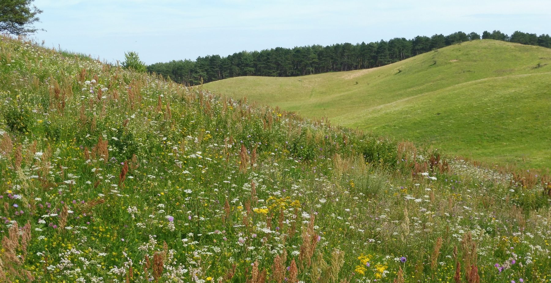 Zickersche Berge Trockenwiesen Rügen Gager