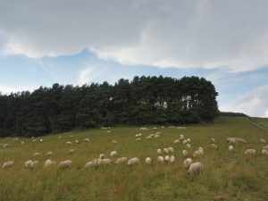 Schafe in den Zickerschen Bergen