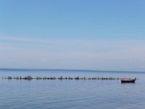 Fischerboot Kormorane Mönchgut Rügen