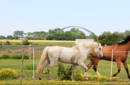 Pferde auf dem Küselhof auf Fehmarn