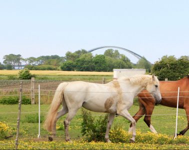 Pferde auf dem Küselhof auf Fehmarn