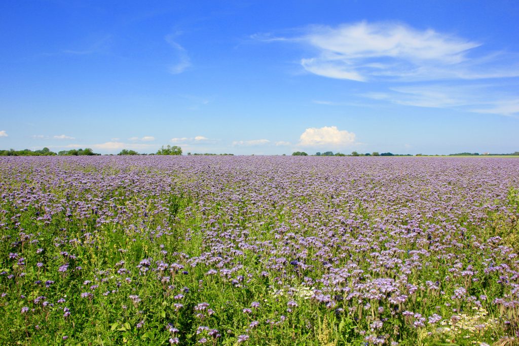 Distelfeld Fehmarn