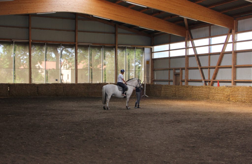 Reiten lernen auf Fehmarn: Reithalle Reitstunde Longe Küselhof Witt Fehmarn