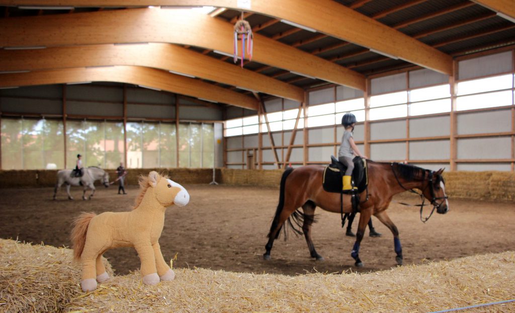 Reiten lernen auf Fehmarn: Reitstunde Küselhof