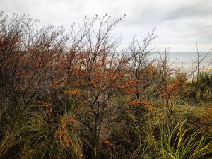 Sanddorn an der Ostsee in Lubmin