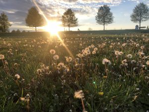 Golchener Hof Pusteblumen