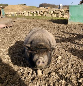 Hängebauchschwein Golchener Hof Bauernhof