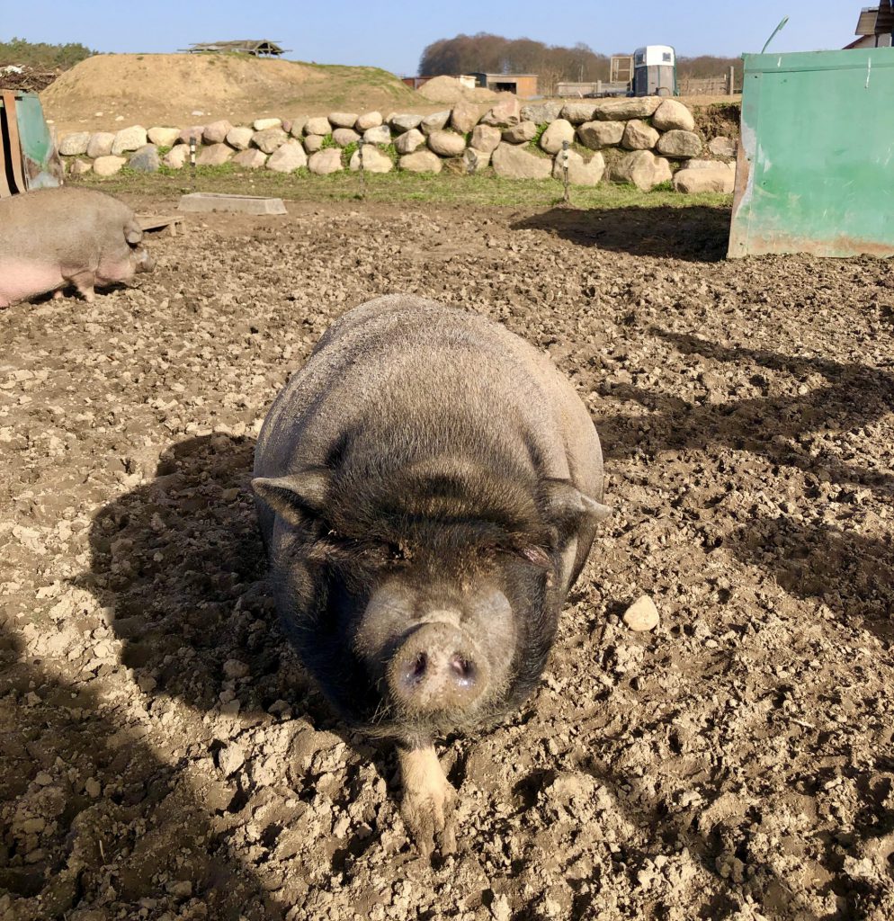 Hängebauchschwein Golchener Hof Bauernhof