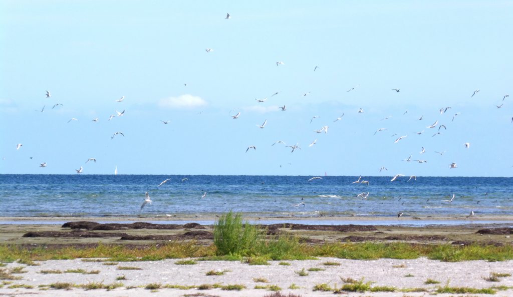 Auf der Vogelschutzinsel Langenwerder