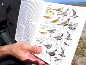 Vogelbestimmung mit Buch