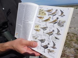 Vogelbestimmung mit Buch
