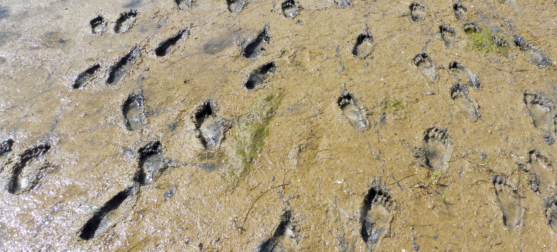 Langenwerder Vogelschutzinsel vor Poel Matsch