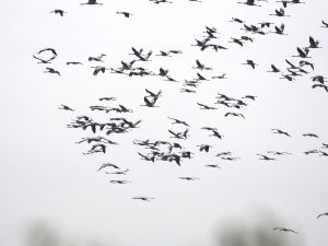 Einflug der Kraniche am Pramort auf dem Zingst