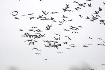 Einflug der Kraniche am Pramort auf dem Zingst