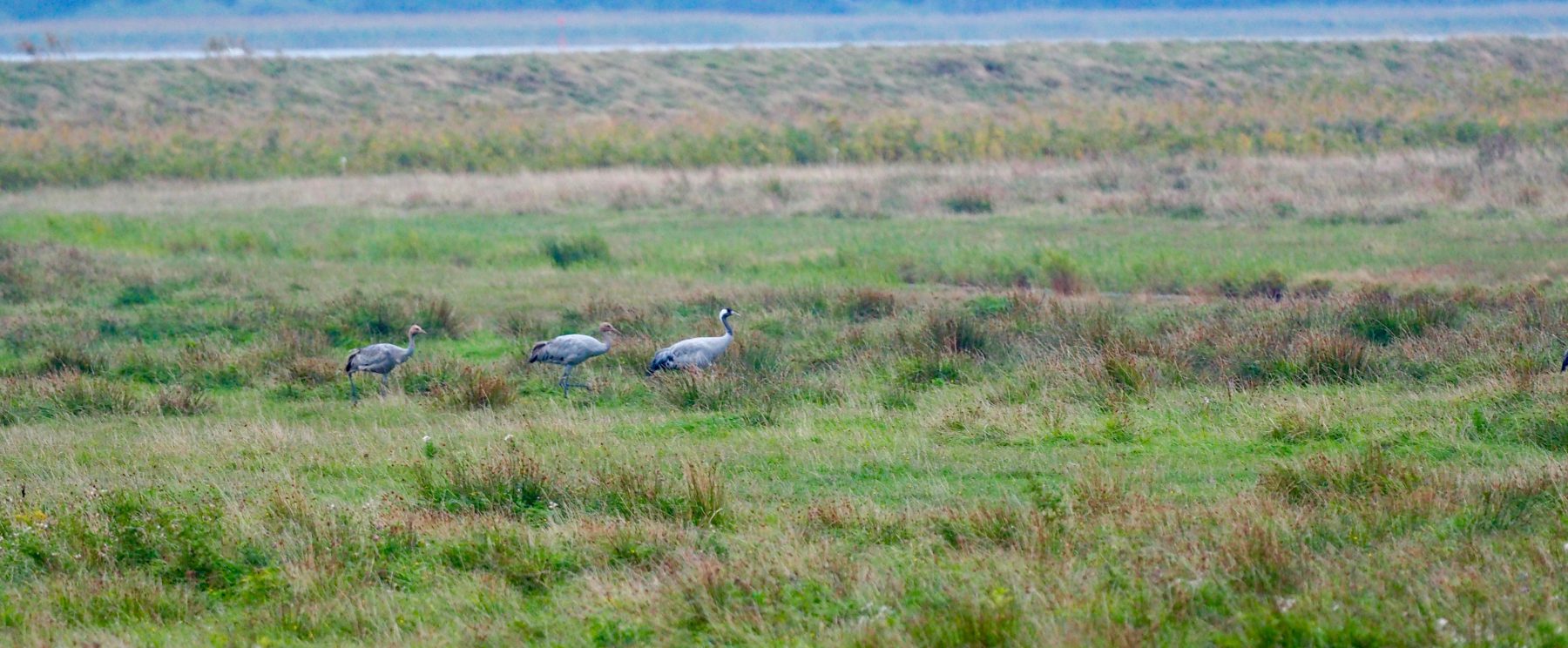 Kraniche im Gras am Pramort auf dem Zingst