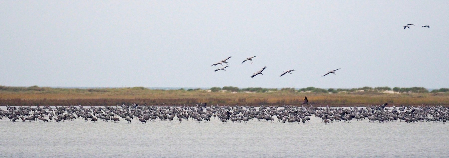 Landeplatz der Kraniche im Wasser am Pramort Zingst