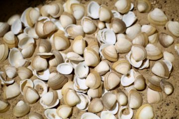 Rangia Cuneata - Brackwasser Trogmuschel am Strand