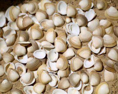 Rangia Cuneata - Brackwasser Trogmuschel am Strand