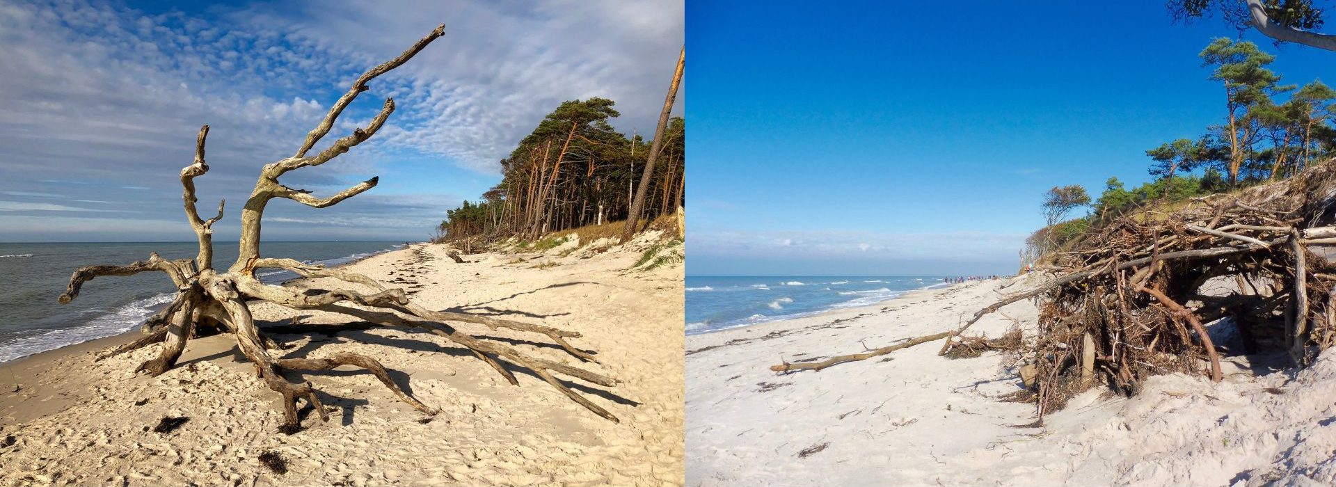 Baumkrake und selbst gebaute Strandhütte am Weststrand auf dem Darss