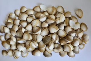 Rangia Cuneata. Die Brackwasser-Trogmuschel jetzt auch an der Ostsee