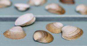Rangia Cuneata. Die Brackwasser-Trogmuschel jetzt auch an der Ostsee