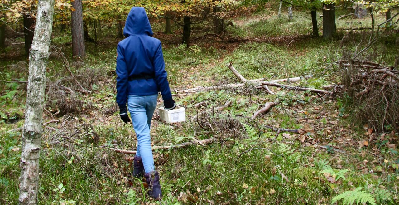 Pilzesammlerin im Wald von Prora