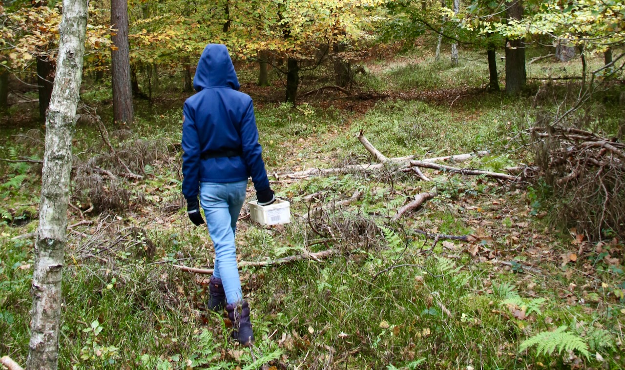 Pilzesammlerin im Wald von Prora