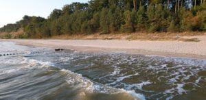 Wellen vor dem Strand, im Hintergrund ein Wald