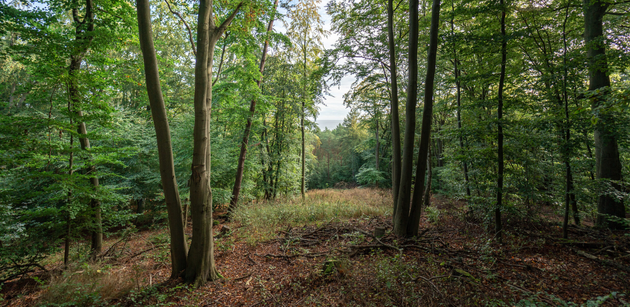 Blick in einen Wald, blauer Himmel